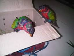 Jual Burung Beo Harag Terbaru Burung Nuri Terkini