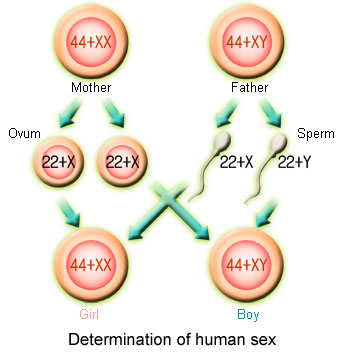 Health Article: Natural Method of Preselecting Gender of a Child