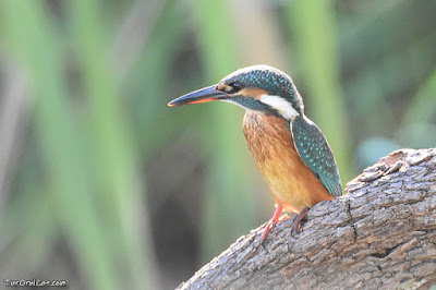 El blauet (Alcedo atthis)