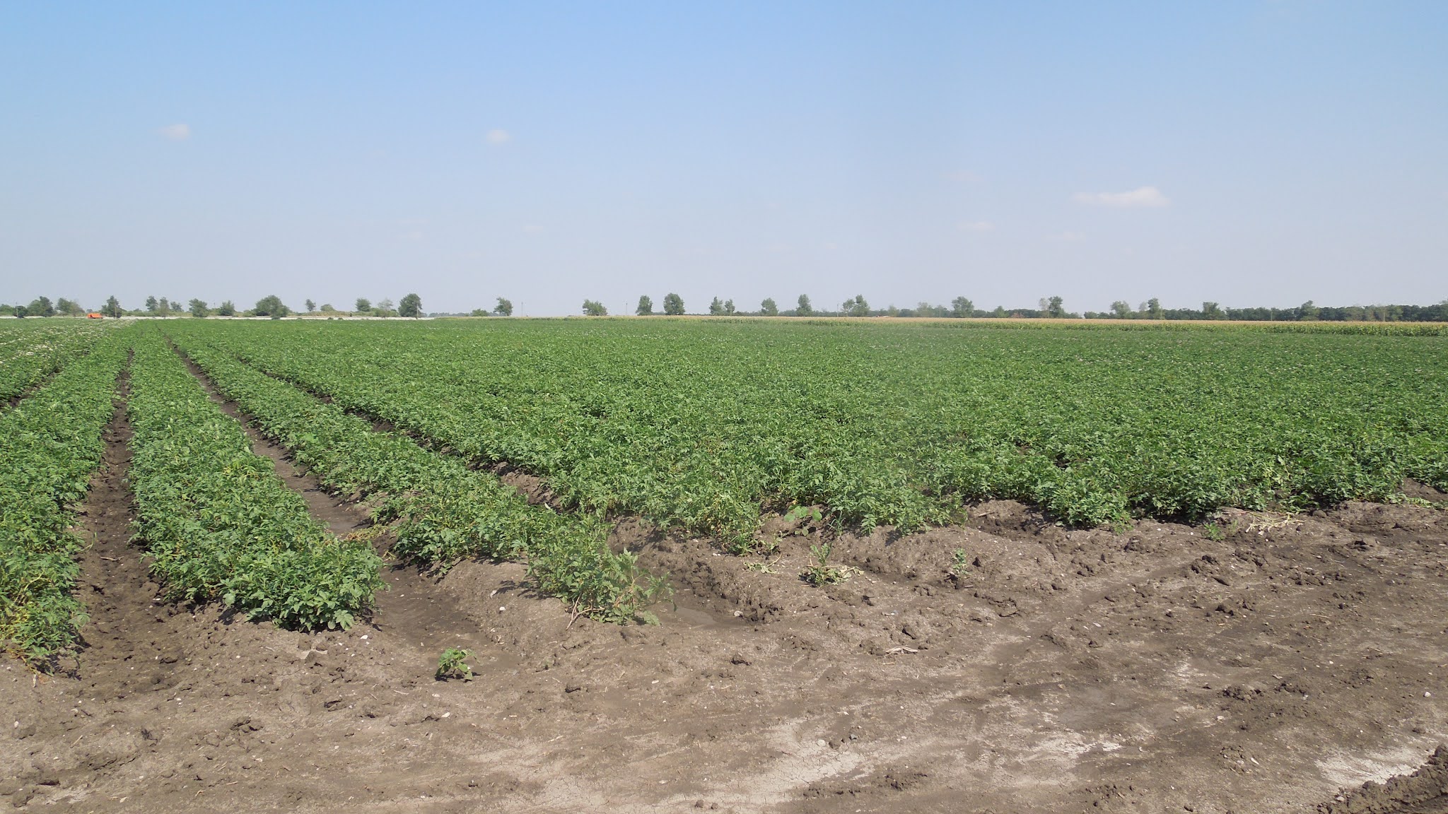 сад и огород. уборка картофеля в буденновском округе. посадка леса. шпалерные сады в кабардино балкарии. плантация фундук в грузии.