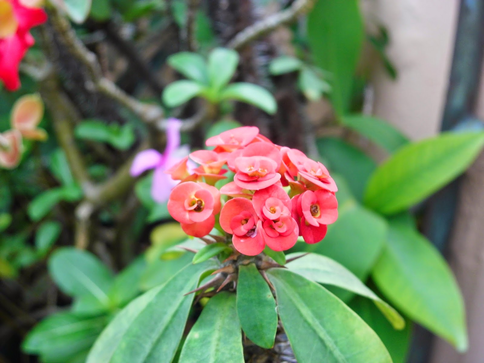 Euphorbia Small Flower