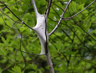 Tent caterpillar nest 