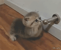 Cute Kitten GIG • Tiny Munchkin kitty trying to catch door stopper. He is a cute ♥ mini predator
