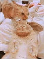 Amazing Cat GIF • Cat cleans bunny buddy. They're so cute and Best Friend. Pawesome Interspecies frienship