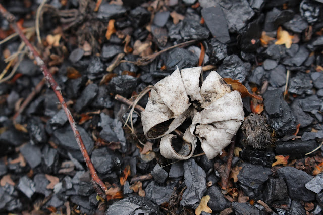 champignon sur le terril du Martinet hampignon sur un terril