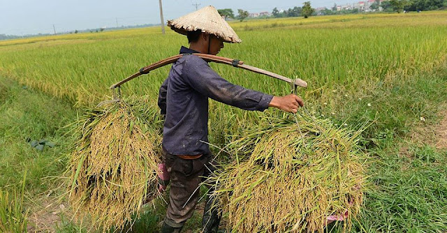 Lo thiếu lương thực, Việt Nam dừng xuất khẩu gạo