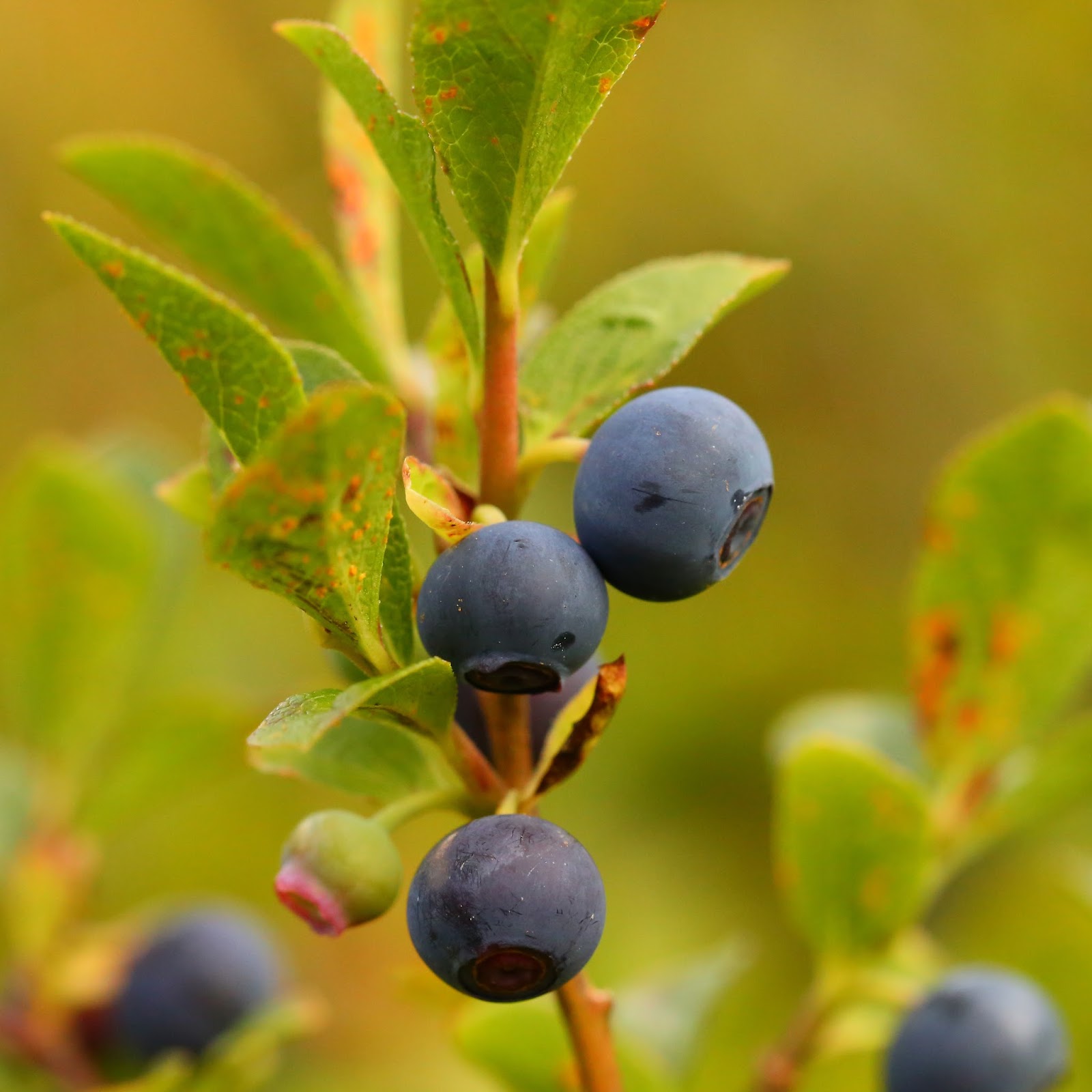 Wild Harvests The elusive and excellent Dwarf Bilberry