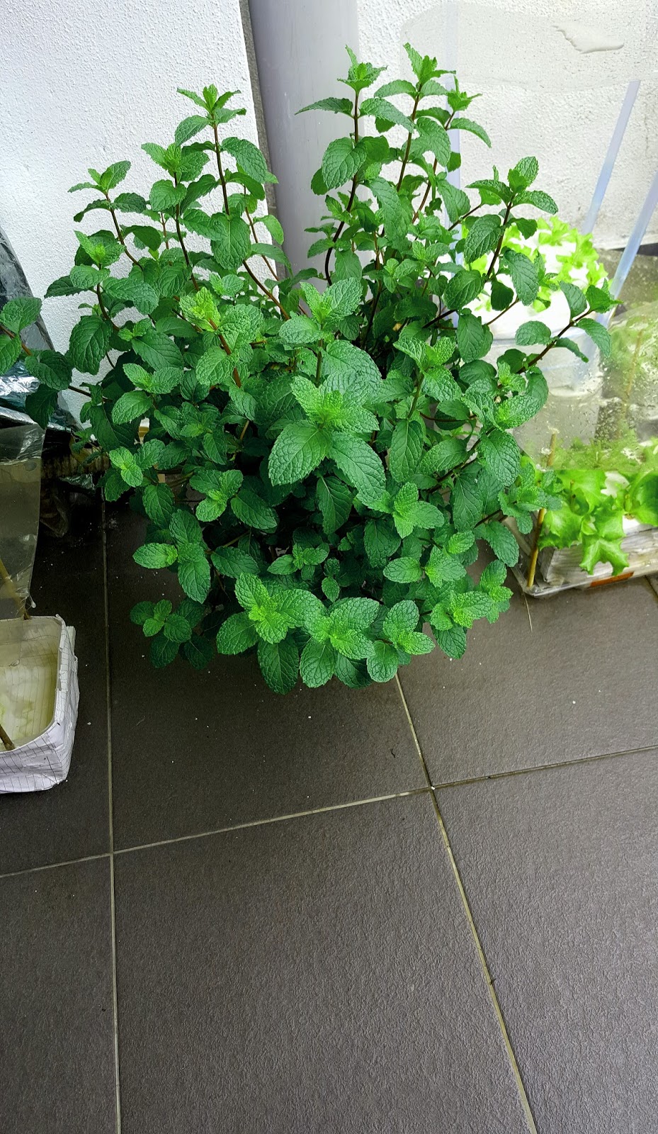 EDIBLE GARDEN LANDSCAPE Hydroponics Mint in Malaysia