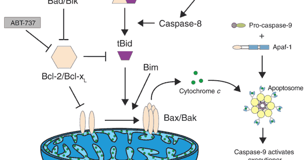 Acids Bas