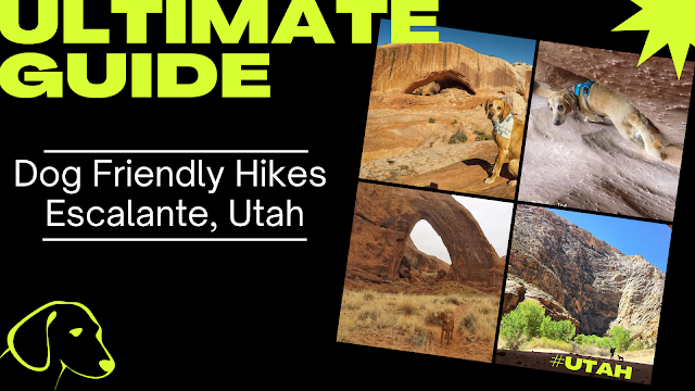 The Ultimate Guide - Dog Friendly Hikes in Escalante, Utah! The Ultimate Guide - Dog Friendly Hikes in Escalante, Utah!