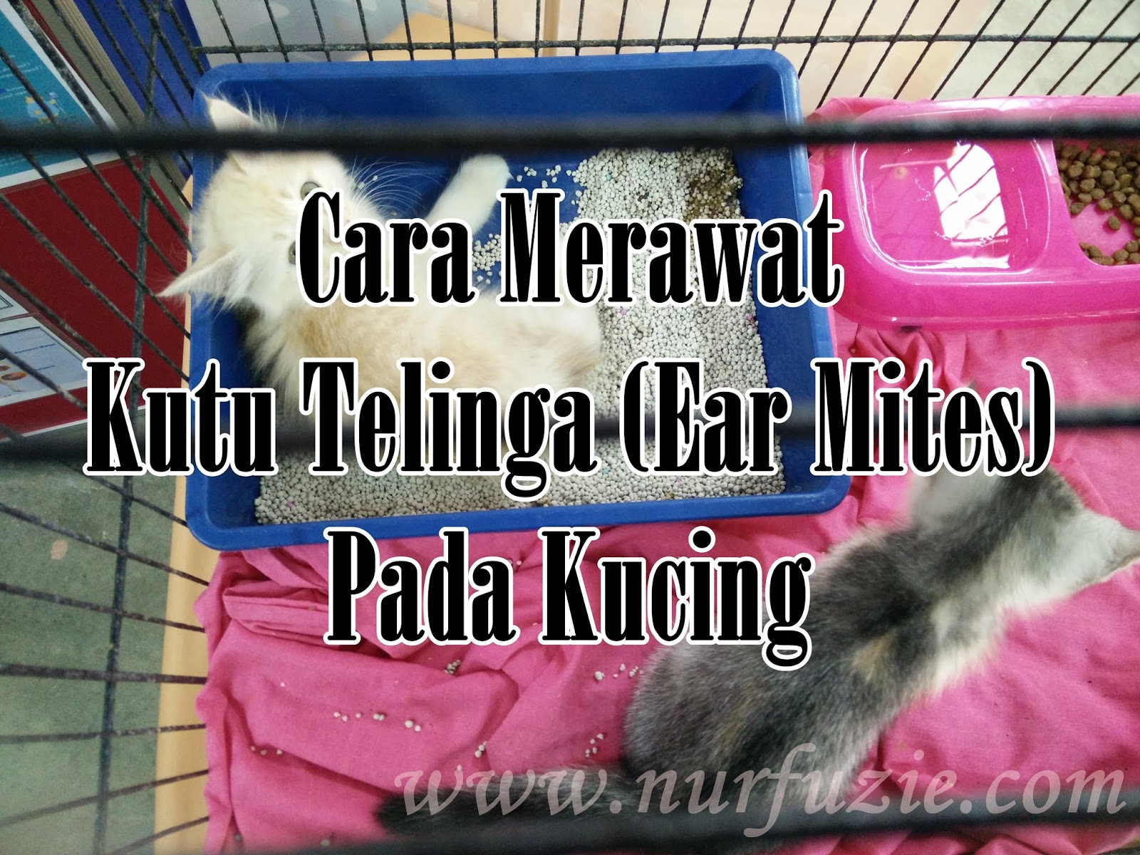 Cara Merawat Kutu Telinga Ear Mites Nurfuzie Com