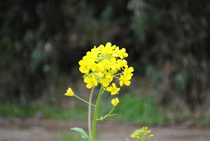 田舎の土地に咲く菜の花