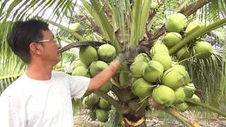 Cung cấp giống cây dừa dứa, dừa dứa thơm, cung cấp số lượng lớn.