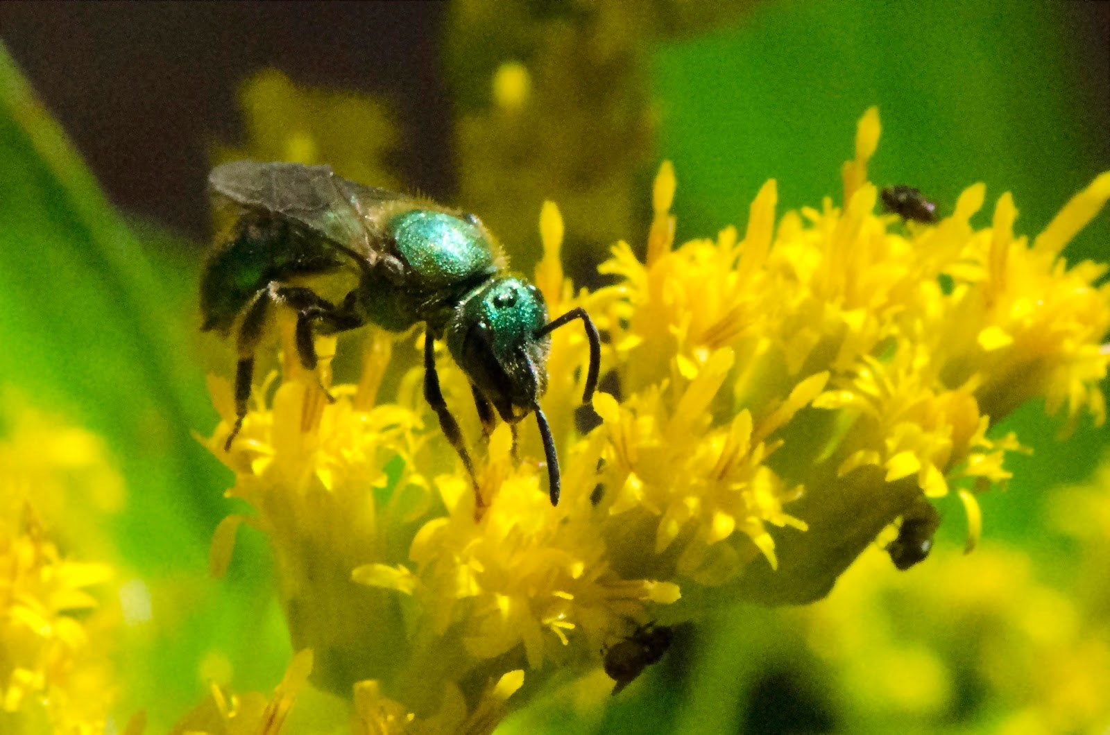Urban Wildlife Guide Green Bees