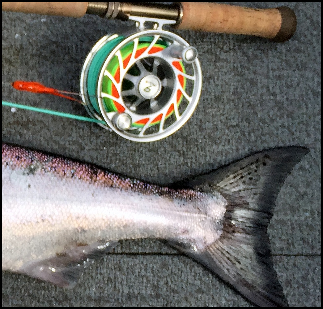Salmon - Steelhead Fishing Spinning Rod Reel Combos - sporting goods - by  owner - sale - craigslist