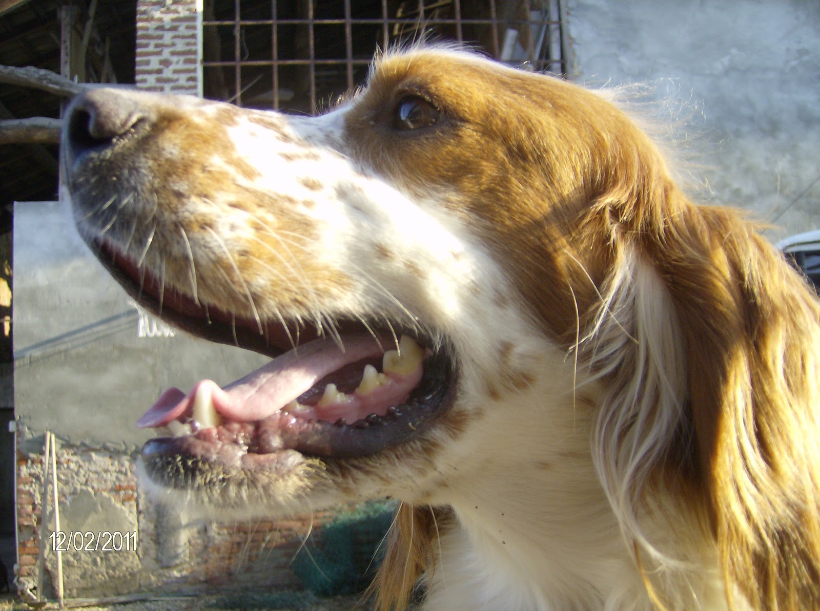 halle-berry-hairstyle-as-catwoman