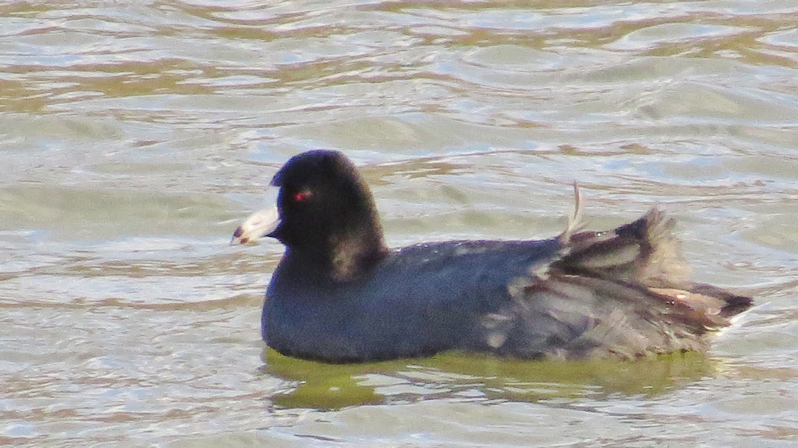 Let Your Light Shine One Old Coot Meets Another