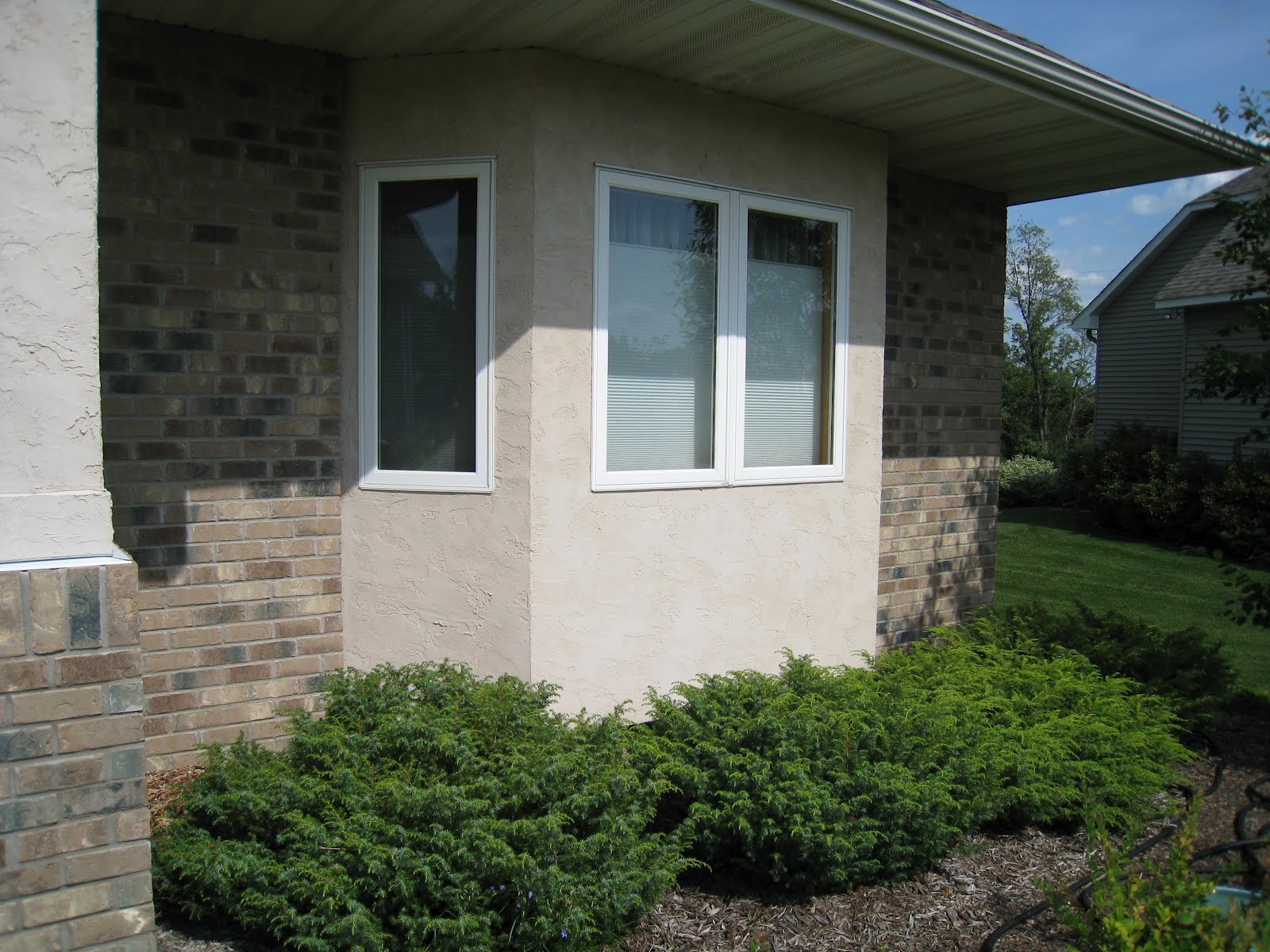 Urban Native Landscaper Native Evergreen Shrubs of Minnesota