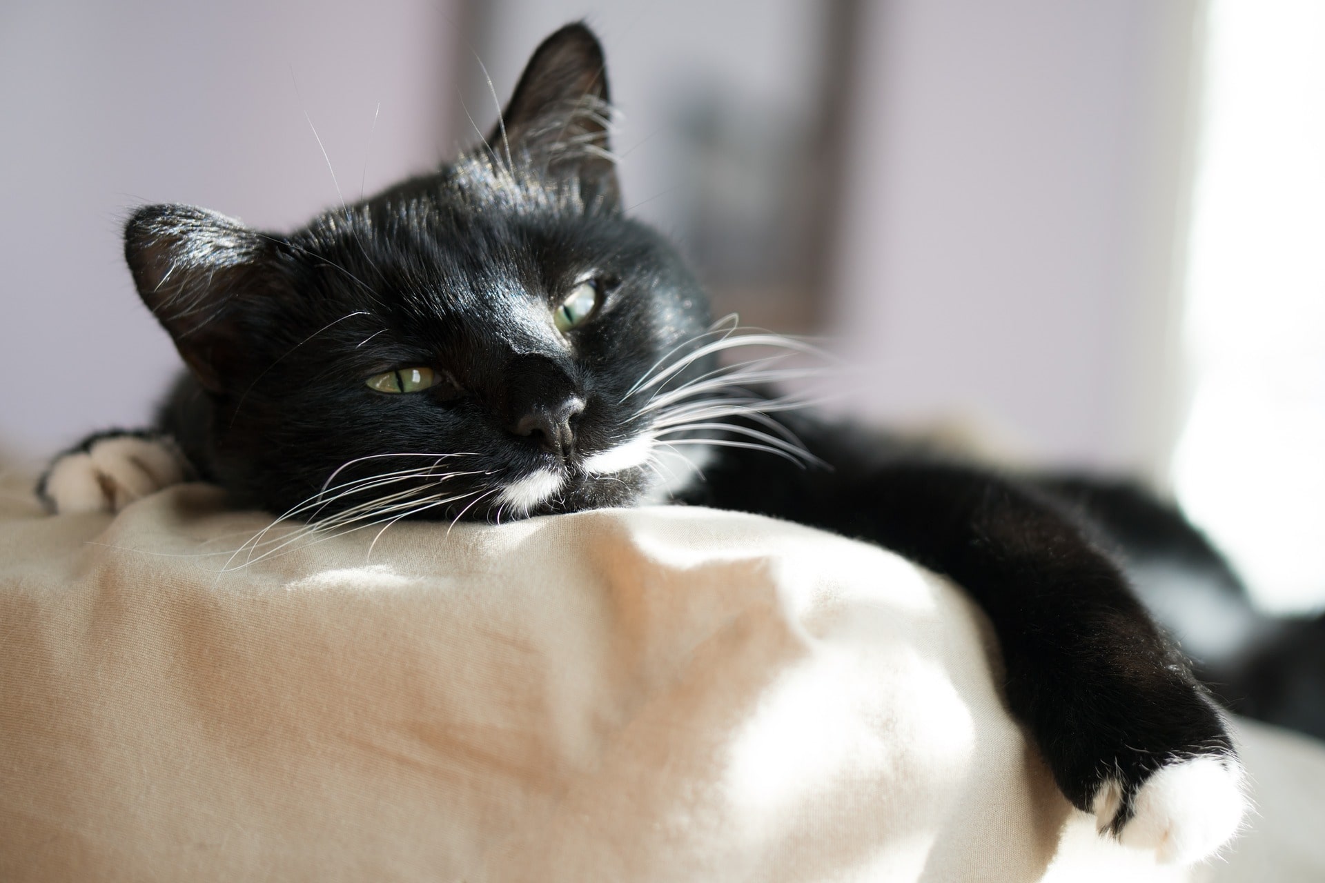 Comment aider votre chat timide à se sentir plus à l'aise Comment aider votre chat timide à se sentir plus à l'aise