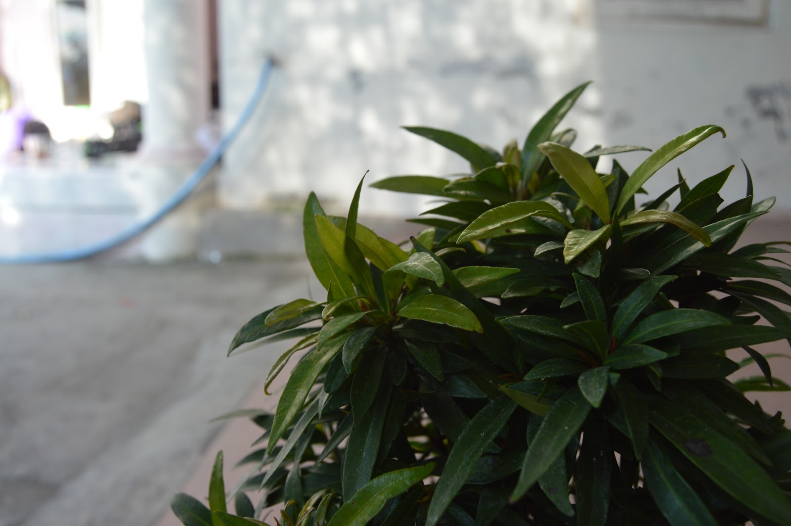 Ophie's Home : Mengenal tentang DOF (Depth Of Field) dalam ...