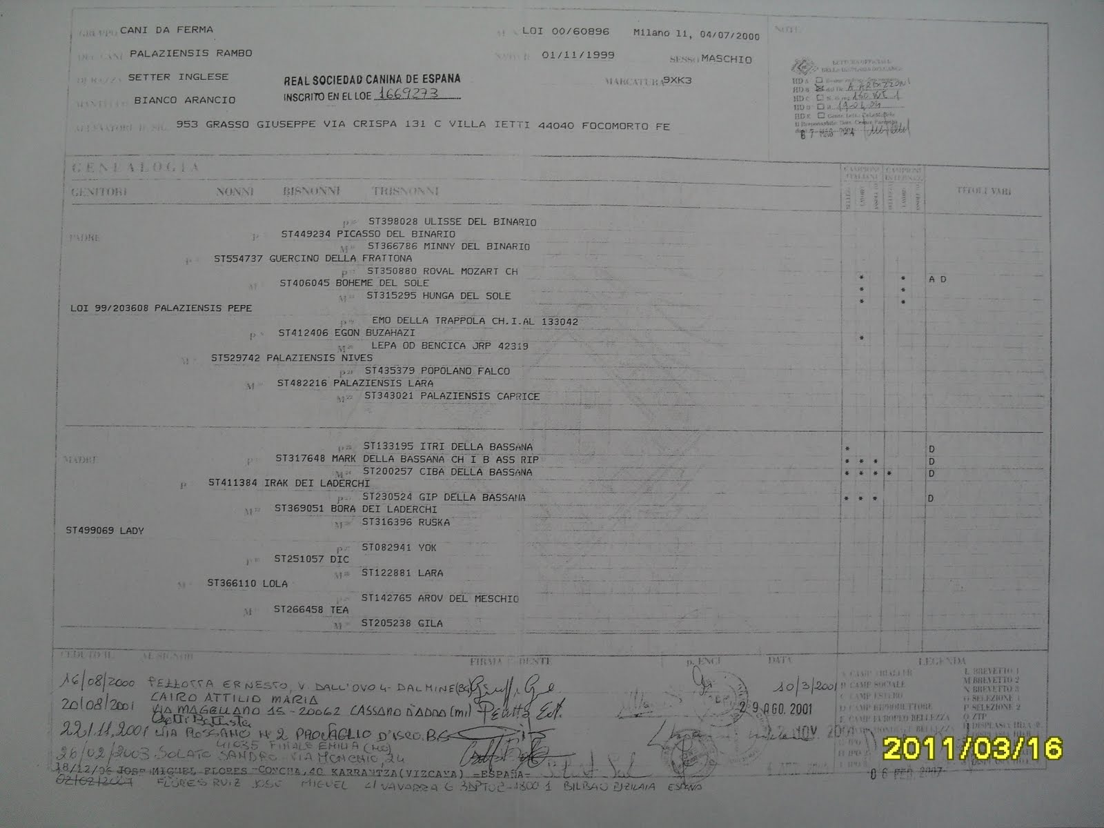 "DA PONTEPORTO" SETTER Y BRETON: PEDIGREE DEL GRANDISIMO P.RAMBO