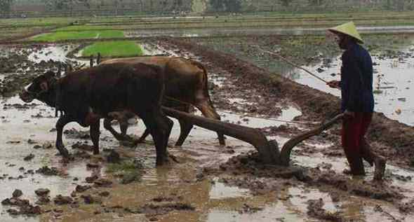 Alat Alat Pertanian Tradisional Masyarakat Banyumas | Mikirbae.com