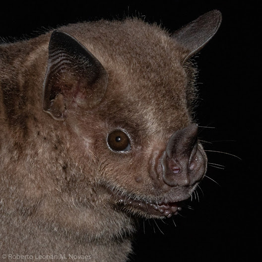 Morcegos do Brasil Artibeus fimbriatus