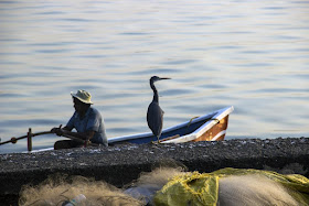fisherman, blue heron, bird, worli jetty, mumbai, india, coast, arabian sea, 
