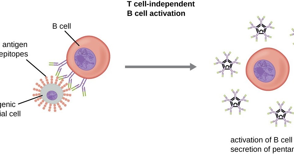MEERA'S BLOG T Independent Antigens