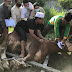Bupati Labuhanbatu dan Kecamatan Rantauprapat Menyumbang Empat Ekor Lembu Pada Hari Raya Idul Adha 1441 H 