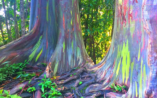 දේදුනු යුකැලිප්ටස් ගස 🌈✍️📚💐 (Rainbow Eucalyptus Tree) - Your Choice Way