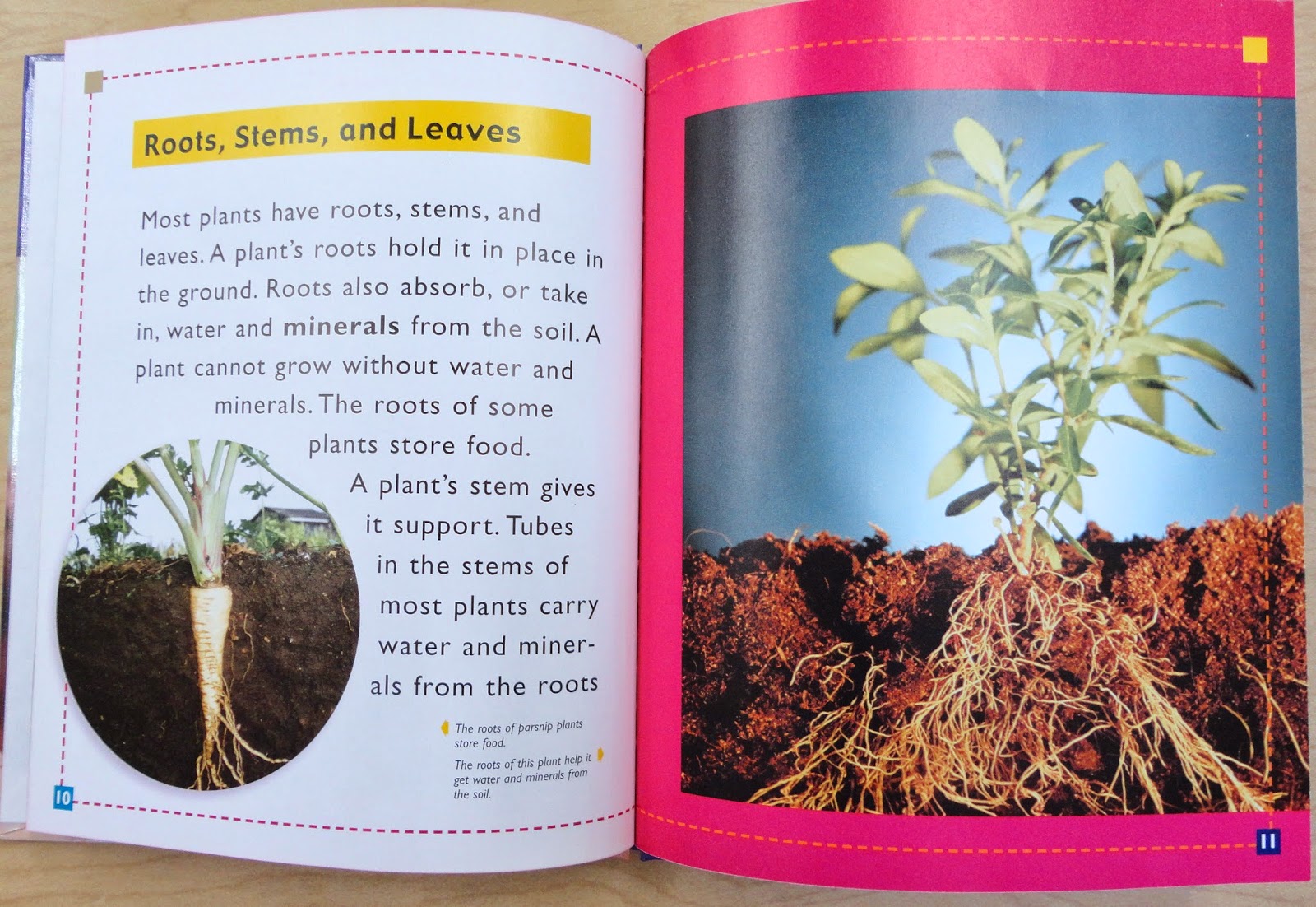I LEARNED IT IN KINDERGARTEN!: Planting and Growing Inquiry Continued