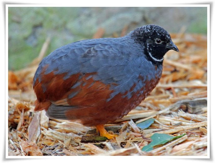 animals names that start with q animals name a to z animals that starts with the letter q