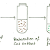 DNA Preparation and Purification