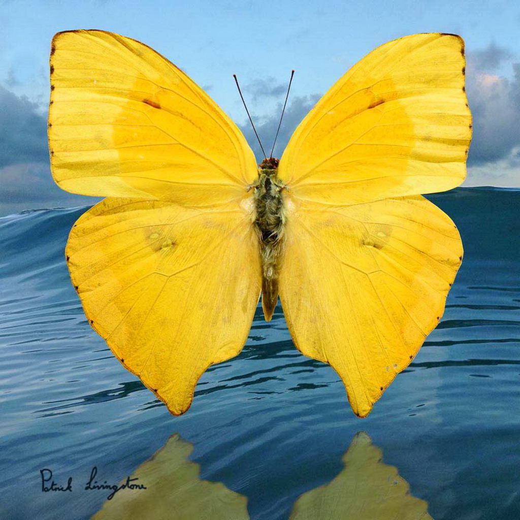 cuadros de oleo de frutas im 225 genes arte pinturas cuadros al 243 leo mariposas y frutas cuadros de oleo de frutas im 225 genes arte pinturas cuadros al 243 leo mariposas y frutas