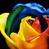 How To Grow A Rainbow Rose, Naturally