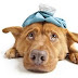What are diseases may affect your dogs?