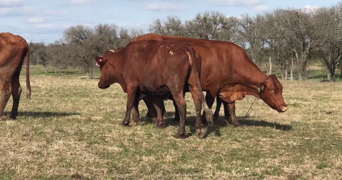 Santa Gertrudis Cattle Pros and Cons, Origin, Facts, Price