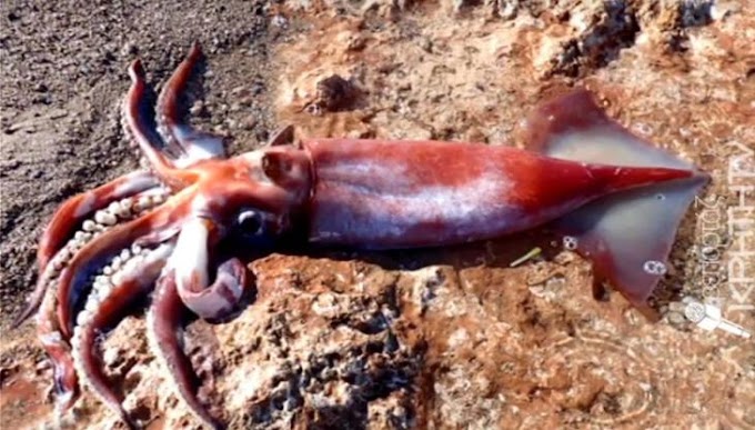 Κρήτη: Σπάνιο καλαμάρι γίγας (1 μέτρο) ξεβράστηκε σε παραλία – Ζει σε μεγάλα βάθη που ξεπερνάνε τα χίλια μέτρα (Video) 