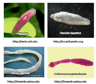 PEMBAGIAN JENIS HEWAN  VERTEBRATA DAN AVERTEBRATA  Mix 