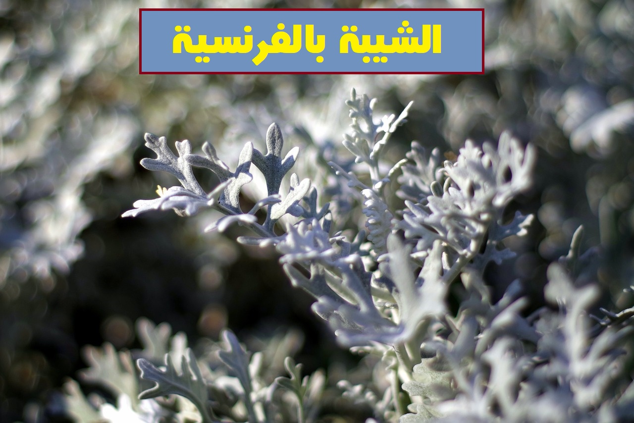 الشيبة بالفرنسية فوائدها وأضرارها الشيبة بالفرنسية فوائدها وأضرارها