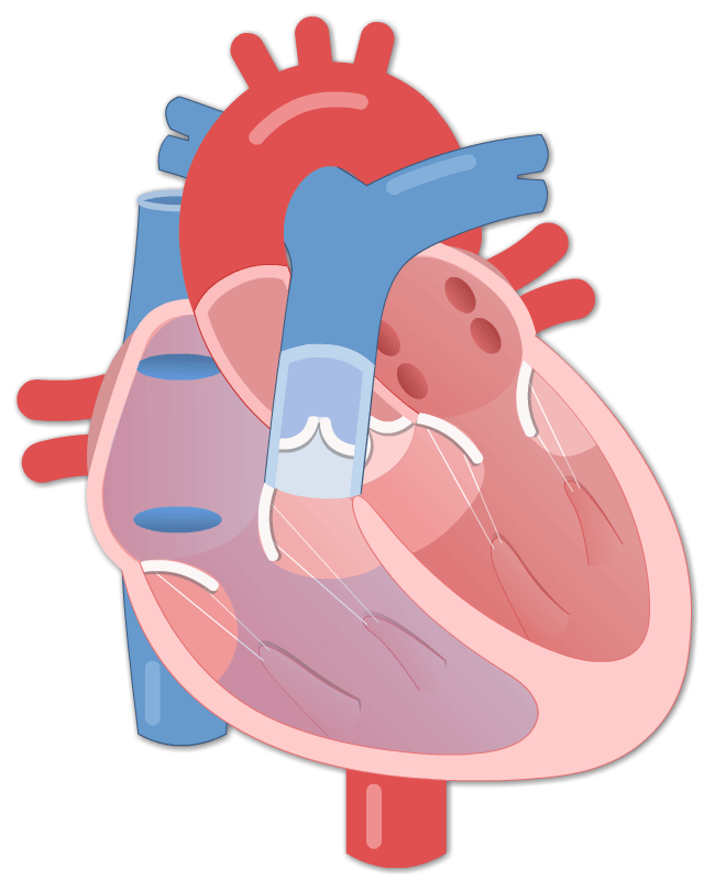 El Rincón del Pequeprofe: The circulatory system