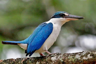 Burung Cekakak Sungai | Sumber: timkicau