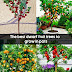 The best dwarf fruit trees to grow in pots #Fruit_Gardening
