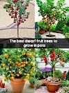The best dwarf fruit trees to grow in pots #Fruit_Gardening