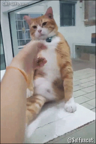 Funny Cat GIF • Fat Cat playing dead with his human. ”Aaahh...you shot me. Blargh I am dead!” Funny Cat GIF • Fat Cat playing dead with his human. ”Aaahh...you shot me. Blargh I am dead!”