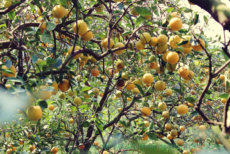 9 Arti Mimpi Makan Buah Jeruk Berdasarkan Primbon Jawa Tanya Arti Mimpi 9 Arti Mimpi Makan Buah Jeruk Berdasarkan Primbon Jawa Tanya Arti Mimpi