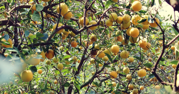 9 Arti Mimpi Makan Buah Jeruk Berdasarkan Primbon Jawa Tanya Arti Mimpi 9 Arti Mimpi Makan Buah Jeruk Berdasarkan Primbon Jawa Tanya Arti Mimpi