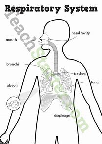 LEARNING & GROWING TOGETHER: HOW OUR BODY WORKS. THE RESPIRATORY SYSTEM