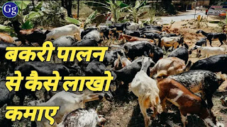 bakri palan se paise kaise kamaye
